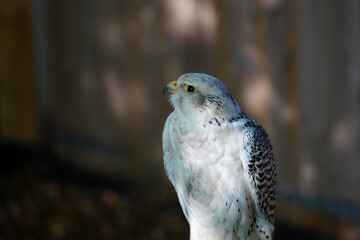 Close-up of a Gyr x Saker Falcon. It is a hybrid of the Gyrfalcon and the Saker falcon.