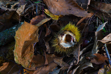 A sweet chestnut in its shell in autumn