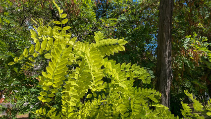 Bright green leaves illuminated by sunlight in a natural park setting. Perfect for eco-friendly concepts, environmental campaigns, nature-focused promotions, or sustainable lifestyle ideas.