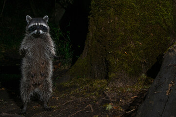 Raccoon (Procyon lotor) feeding at night in Western Oregon.