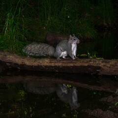 Western gray squirrel (Sciurus griseus). Western Oregon