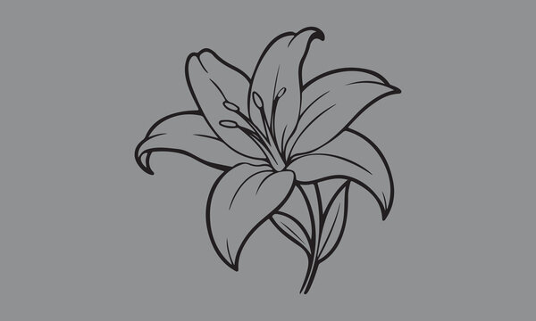 flowers tattoo design over white  Lily silhouette    vector illustration
