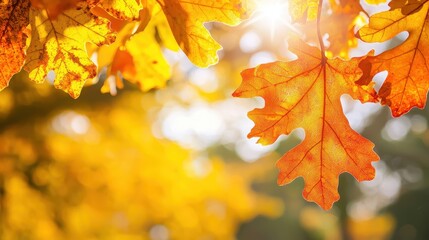 Fototapeta premium Autumn colorful bright leaves swinging in a tree in an autumnal park, emphasizing the vibrant fall season.