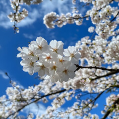 Obraz premium white cherry blossoms against a bright blue sky, adding an elegant touch to nature