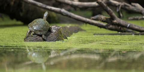 Western Pond Turtle (Actinemys marmorata) sunning on  a log in Western Oregon. They are listed as  a sensitive/critical species in Oregon.