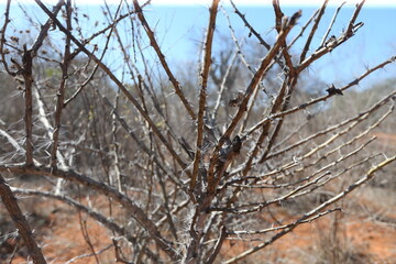 
ituacu, bahia, brazil - august 24, 2023: leafless tree typical of the youngest region of Brazil.