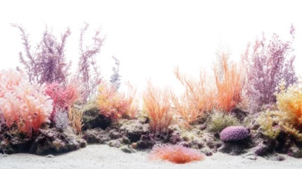 Fototapete Rund Coral reef and corals transparent background © Milena