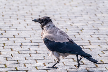 Hooded crow Standing on Cobblestone Path