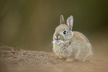 Królik europejski, królik dziki (Oryctolagus cuniculus), rabbit © Bartosz Rakoczy