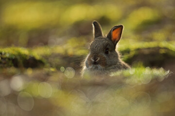 Królik europejski, królik dziki (Oryctolagus cuniculus), rabbit © Bartosz Rakoczy