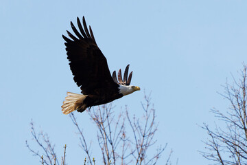 Bald eagle ((Haliaeetus leucocephalus)  in flight