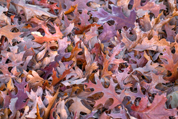 stacking colorful fallen leaves background