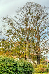 A tree crown against a blue sky creates a stunning visual of nature’s elegance. The vibrant green foliage contrasts beautifully with the clear, azure backdrop, as sunlight filters through the leaves