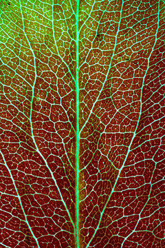 Metamorphosis of Pigments in Deciduous Leaf Reveals Changes