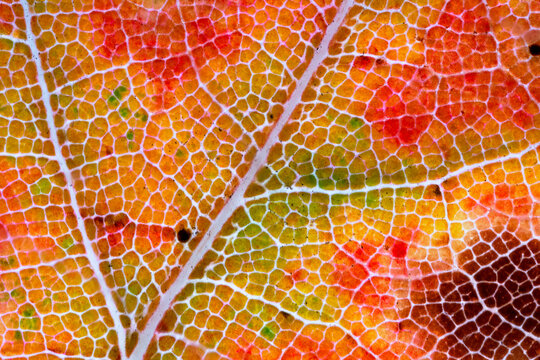 Close-up of leaf showing pigment transformation in autumn
