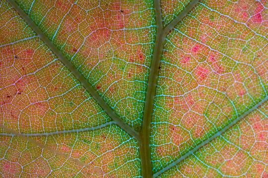 The transformation of deciduous leaves in autumn colors