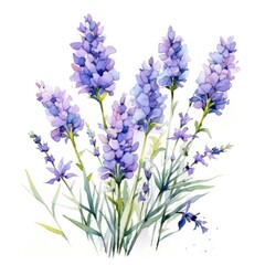 Obraz premium Beautiful watercolor illustration of lavender flowers in full bloom, capturing vibrant purple hues and delicate green leaves. Perfect for nature themes, artistic projects, and elegant decor.