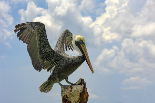 Brown pelican with wings spread perched on a post