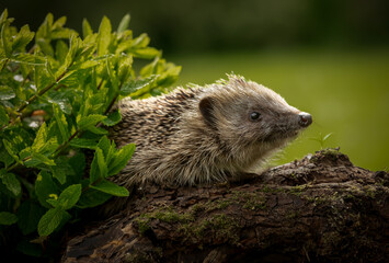 Hedgehog, Scientific name: Erinaceus Europaeus.  Wild, native, European hedgehog foraging at dusk amongst the herbs in hedgehog friendly garden.  Facing right. Horizontal.  Space for copy. © Moorland Roamer