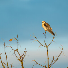 White-tailed Kite (Elanus leucurus).Finley National Wildlife Refuge, Oregon