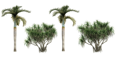 Fototapeta premium 3d rendering of Hyophorbe lagenicaulis,Pandanus tectorius plants on transparent background