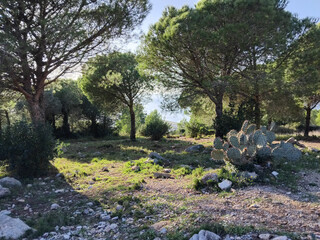 At the midst of the forest and the sea, Au milieu de la forêt et de la mer