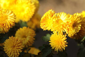 yellow flowers of a dandelion