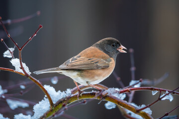 Dark-eyed Junco (Junco hyemali) in an ice storm. Western Oregon.