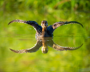 Juvenile Pied-billed Grebe (Podilymbus podiceps) streching wings. Finley National Wildlife Refuge, Oregon.