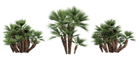 Chamaerops humilis Trees isolated on white background