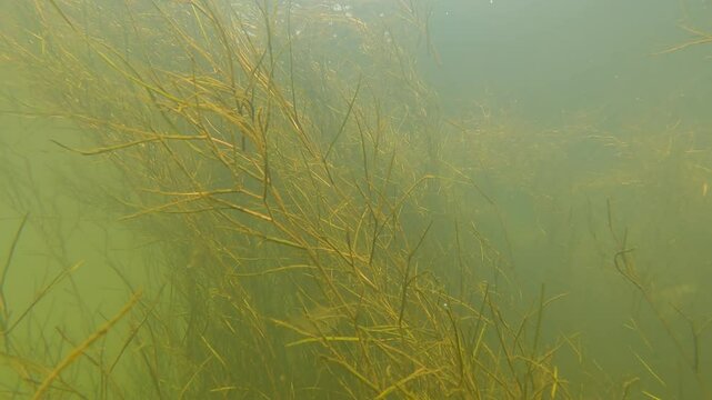 Various algae are swaying underwater in the river and fish are swimming among them - common roach