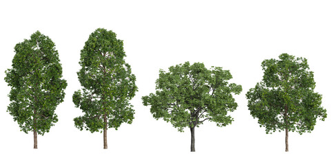 Cinnamomum trees on transparent background