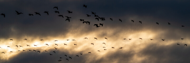 Geese at Sunset.William L. Finley National Wildlife Refuge, Oregon.