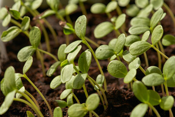 Vegetable garden on the windowsill. Winter sprouts of micro greens in a container. Macrophotography.