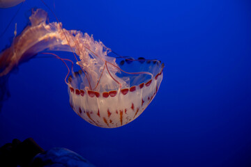 jellyfish in water © Kory