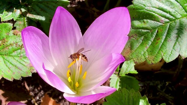 Striped hoverflies feed on autumn crocus nectar, Colchicum autumnale