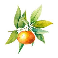 Mandarin orange on a branch with fresh leaves hand drawn watercolor illustration on white background
