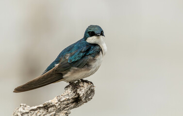 Tree sparrow on branch 