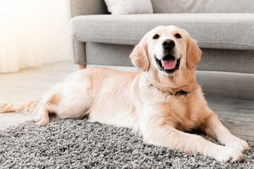 Domestic Animal. Closeup portrait of cute dog lying on the gray floor carpet indoors in living room at home, happy golden retriever resting near couch, modern house interior, free copy space