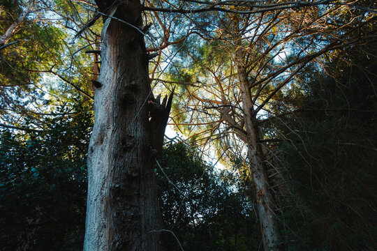 tree in the forest with the sun's rays - Powered by Adobe