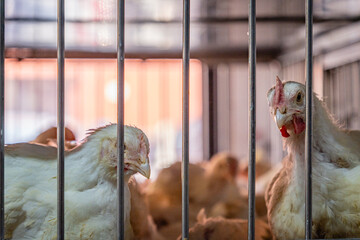 Close up of chickens in cages at large factory farm facility also known as concentrated animal...