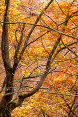 Naklejka premium Beech forest in autumn with orange and yellow leaves