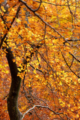 Beech forest in autumn with orange and yellow leaves