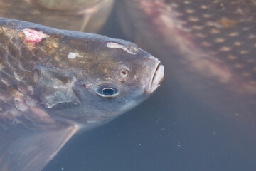 Crucians swim in an artificial pond. A close-up of a fish near the surface of the water is a calm swimming under the transparent surface of a pond.
