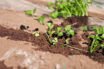 Planting seedlings of petiole celery on a bed in the open ground.