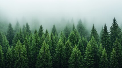 Fototapeta premium A forest with a foggy sky and trees