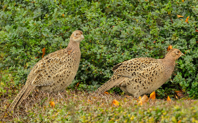 Pheasants, two Ring-Necked female or hen pheasants foraging in a hedgerow in Autumn.  Scientific...