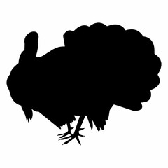 Thanksgiving Turkey Art
