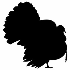 Golden Turkey Design

