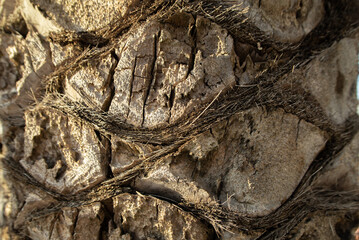 Gray brown Palm bark background. High quality photo